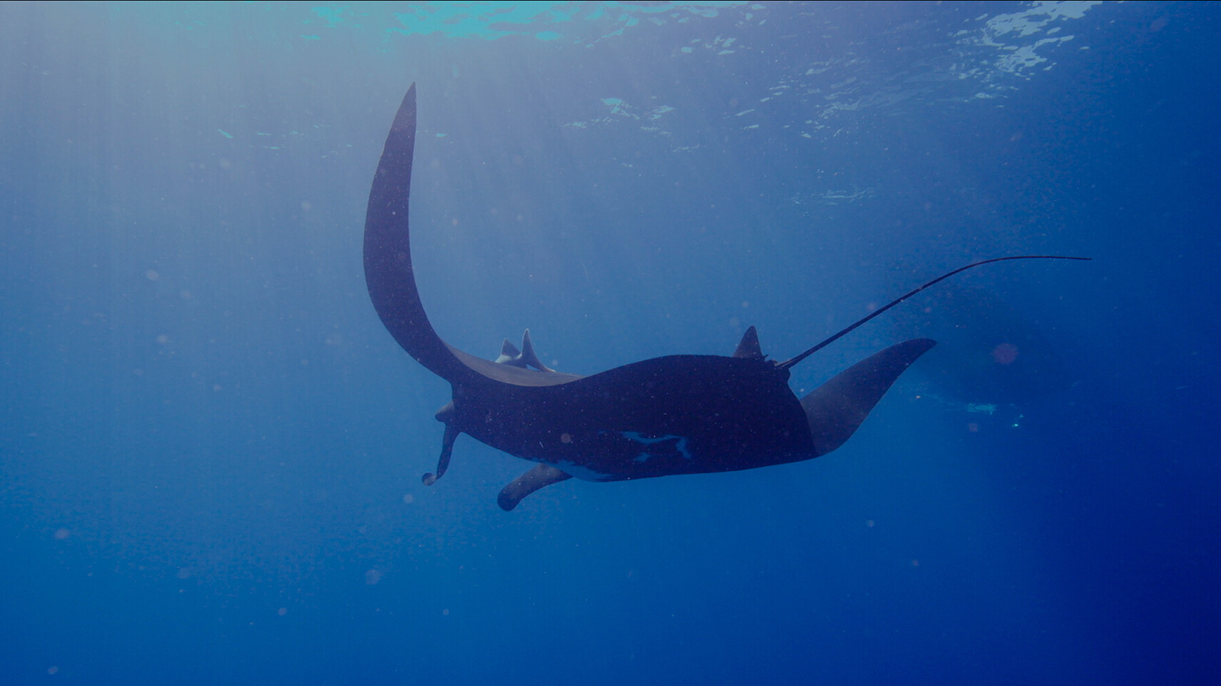 Raie manta vue de profil glissant dans les eaux bleues profondes, lumi&egrave;re du soleil filtrant depuis la surface